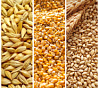 Зерновые продукты на глобальном рынке: экспорт в Иран и Ирак