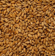 Продовольственная пшеница, 3-й класс 